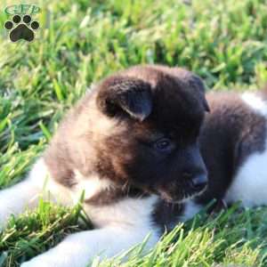 Bella, Akita Puppy